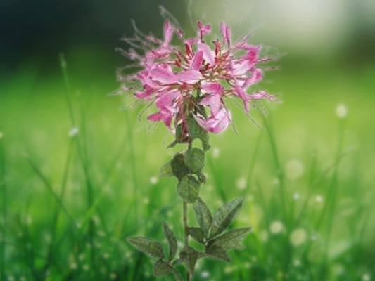 100 Soft Pink Spider Seeds - Cleome Spinosa Perennial Flowers