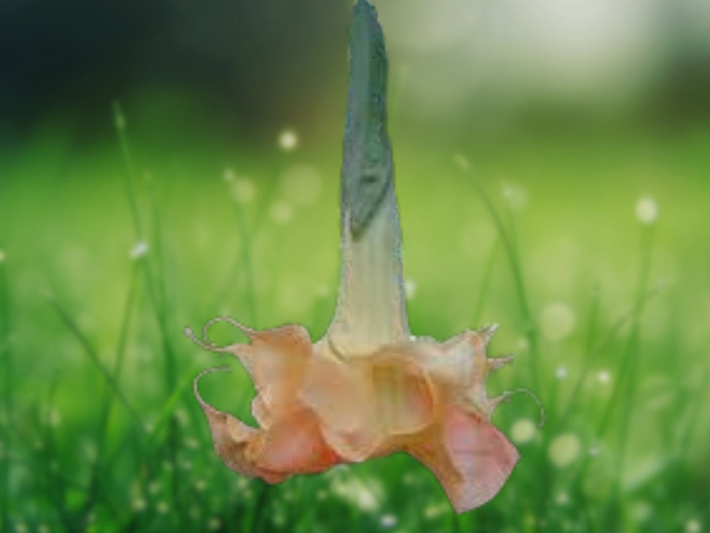 10 Seeds Angel Trumpet Honeymoon Rose Brugmansia Datura Flowers