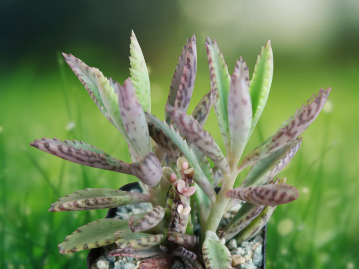 Kalanchoe 'Pink Butterflies' Rooted Succulent 2 Inch Pot - Pink Mother of Thousands