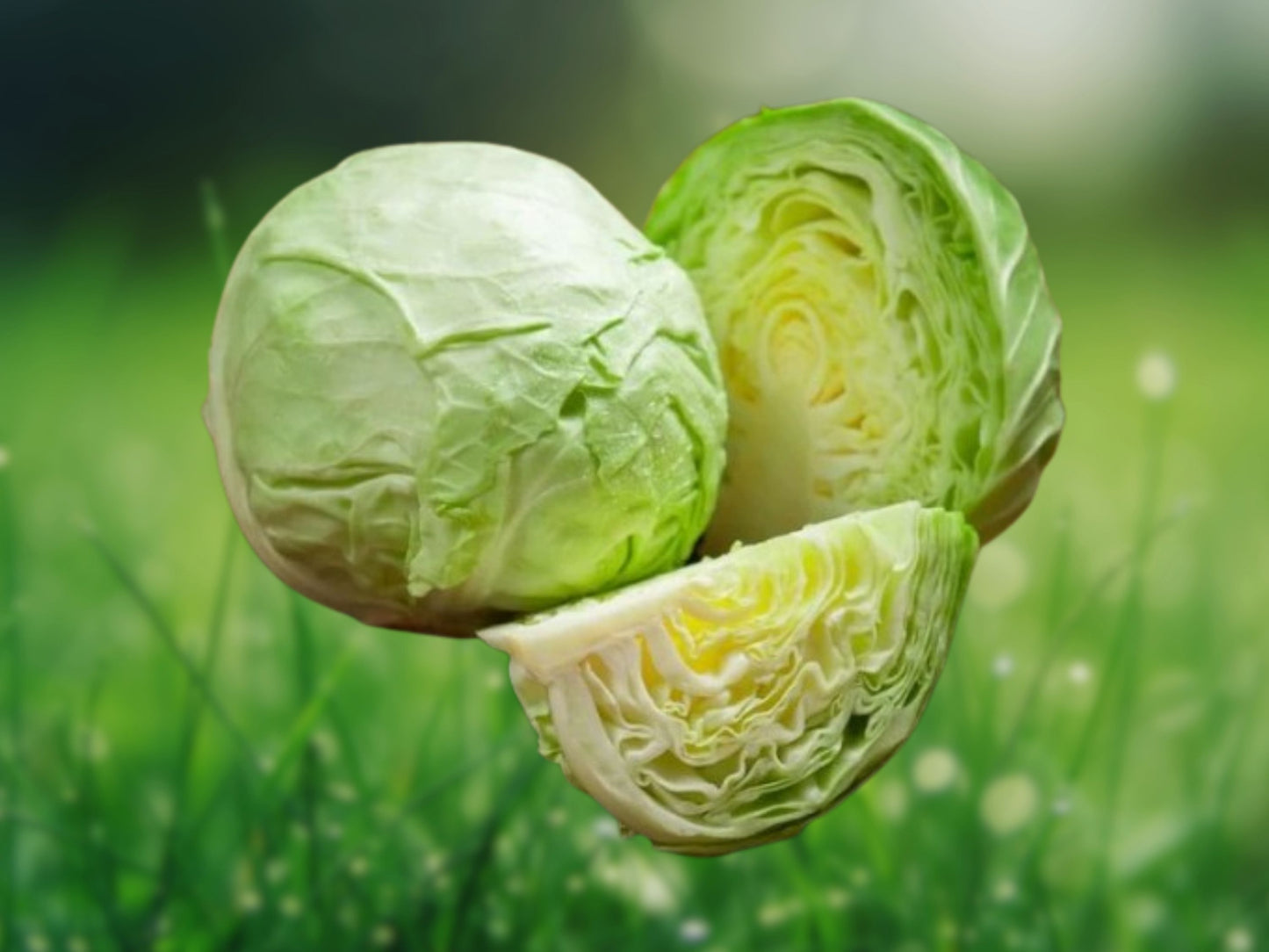300+ Cabbage Seeds All Seasons Culinary Vegetable Garden Fast Shipping