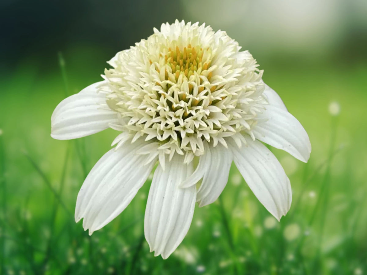 50 Double White Coneflower Seeds - Echinacea Perennial Flower Seeds