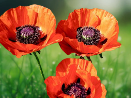 200+ Oriental Poppy Seeds - Reddish Orange Perennial Flower Garden - Papaver orientale