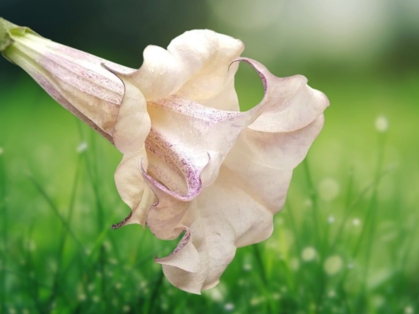 10 Seeds Chocolate Angel Trumpet Brugmansia Fragrant Flowers Massive Blooms Rare Tropical Plant