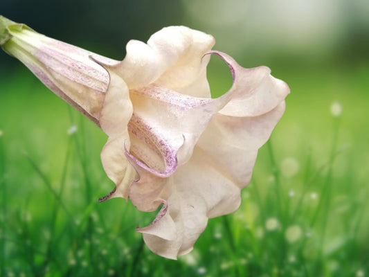 10 Seeds Chocolate Angel Trumpet Brugmansia Fragrant Flowers Massive Blooms Rare Tropical Plant