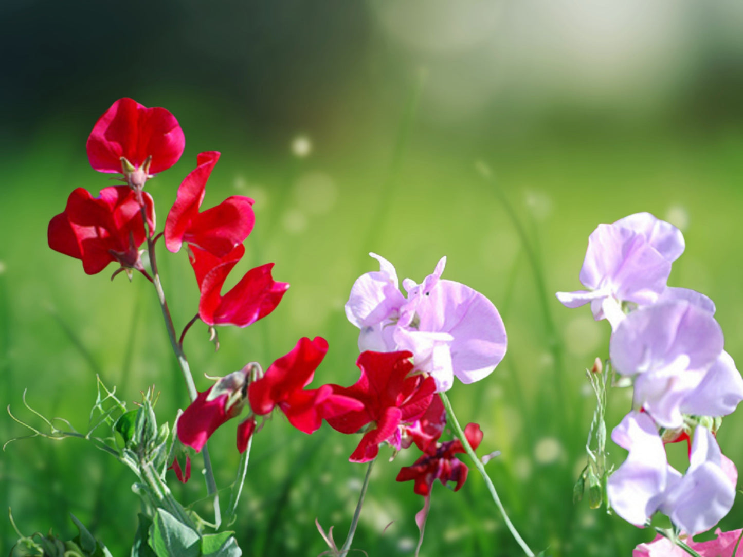 25 Mammoth Mix Sweet Pea Seeds - Annual Flowers for Bees & Butterflies