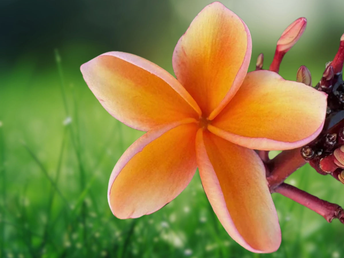 5 Light Pink Orange Plumeria Seeds - Fragrant Tropical Flower Perennial