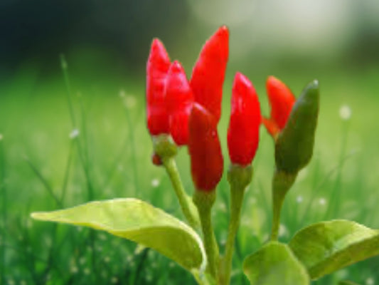 100 Heirloom Thai Chili Hot Pepper Seeds | Fresh & Spicy | Non-GMO |