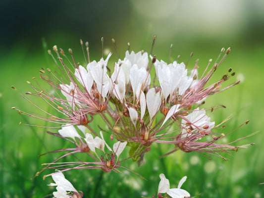 100 Red White Spider Seeds Cleome Spinosa Perennial Flower