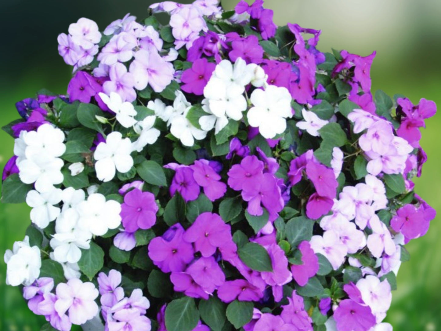 50 Cascade Beauty Blue Impatiens Seeds, Annual Flower, Blooming Garden Plant
