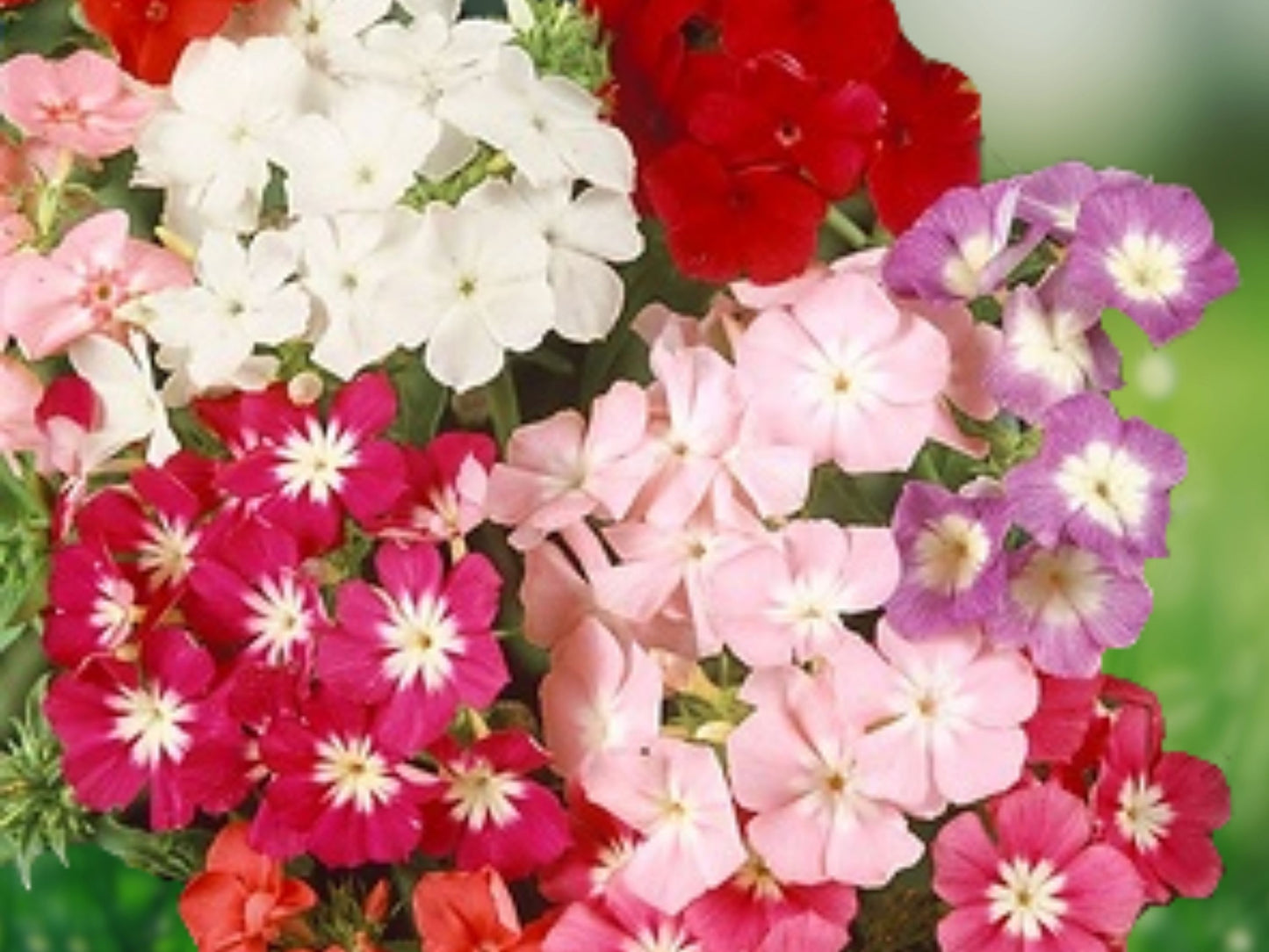 50 Dwarf Mix Phlox Seeds Flower Perennial Seed Flowers Butterfly