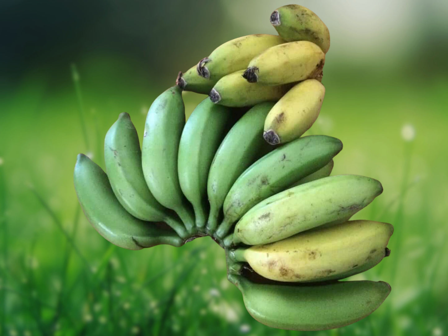 Musa Dwarf Cavendish Banana Tree, 1 Starter Plant