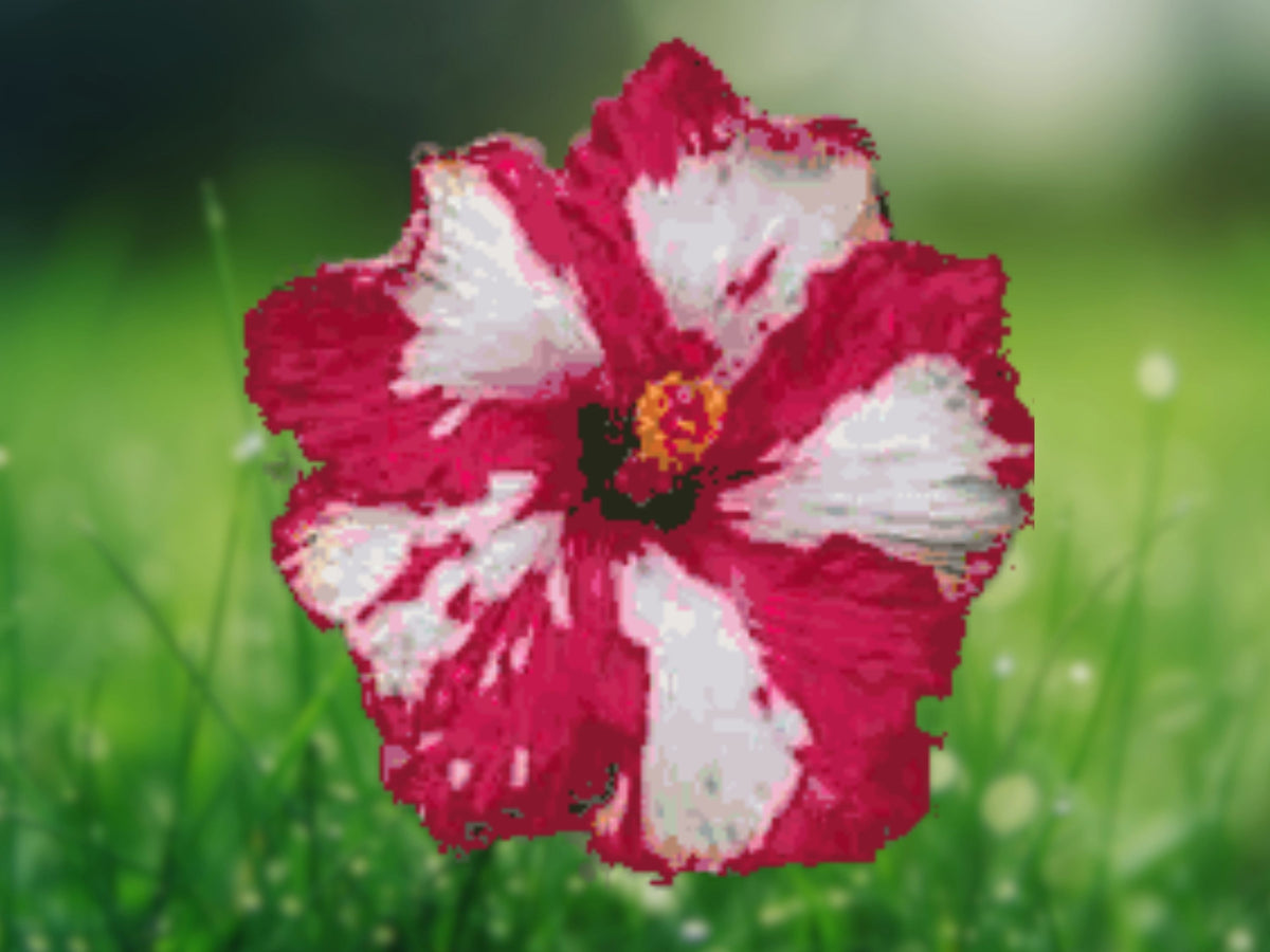 20 Red and White Hibiscus Seeds – Perennial Flower Seeds for Planting