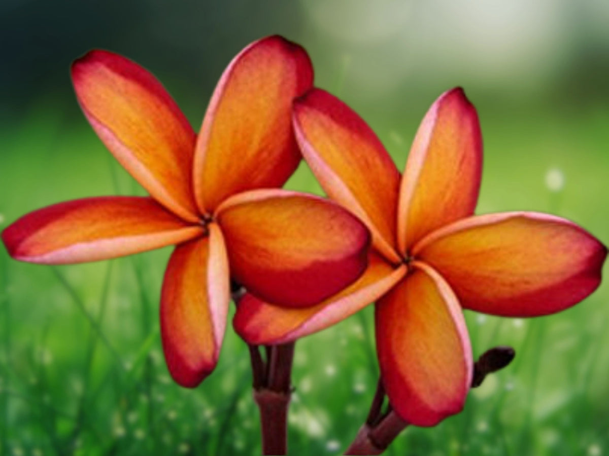 5 Orange Plumeria Seeds - Hawaiian Flower Perennial Plant Seeds