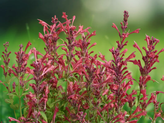 100 Raspberry Hyssop Seeds Agastache Perennial Flower Seeds