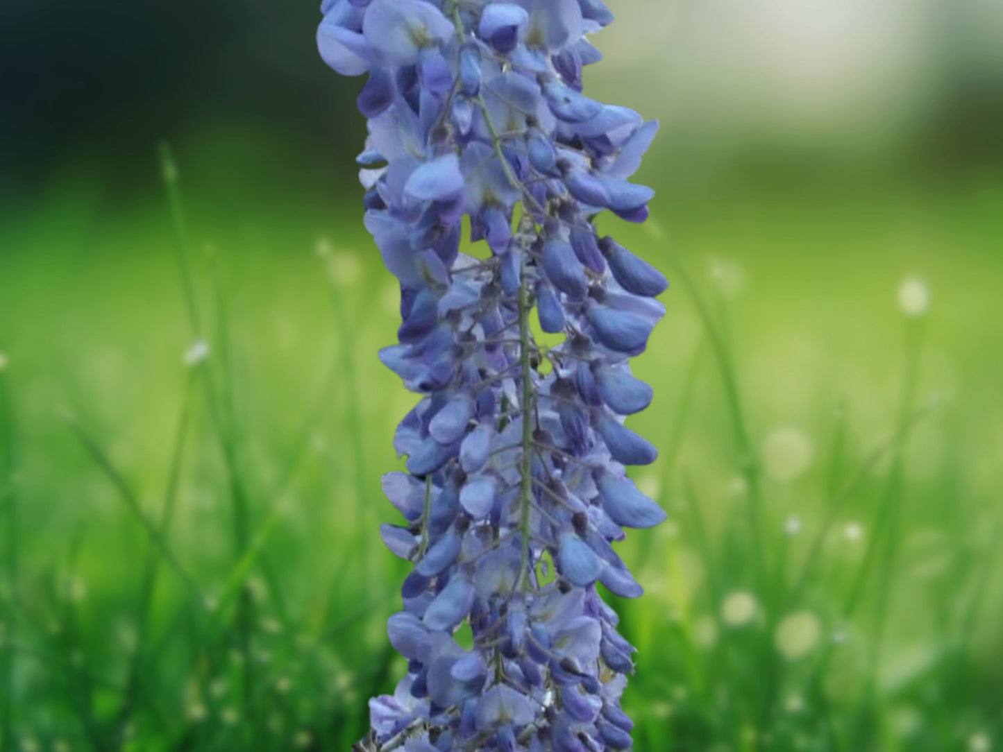 5 Seeds Blue Moon Wisteria Fragrant Climbing Vine Perennial Flower