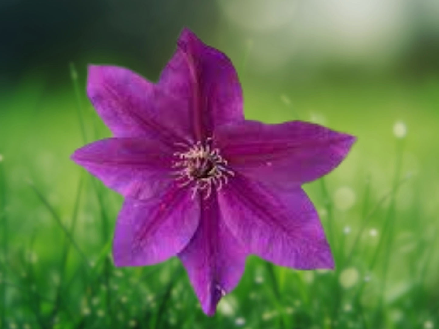 25 Dark Purple Pink Clematis Seeds | Beautiful Blooming Perennial Vine Flower Seed