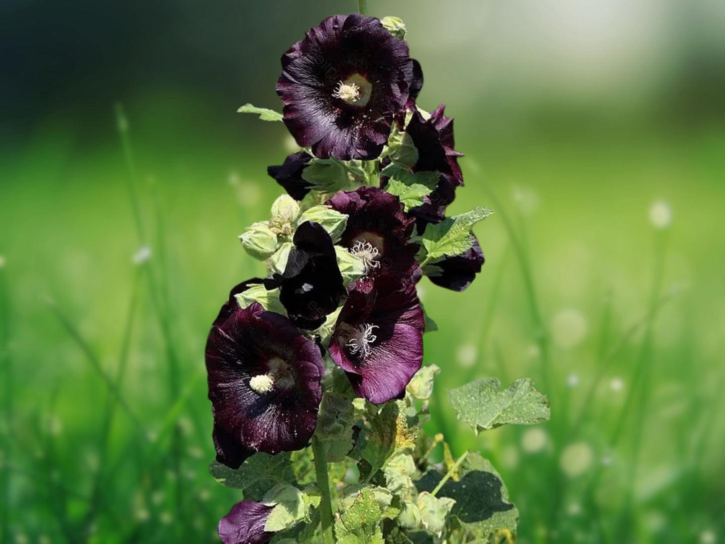 25 Seeds Dark Black Purple Hollyhock Perennial Flowers