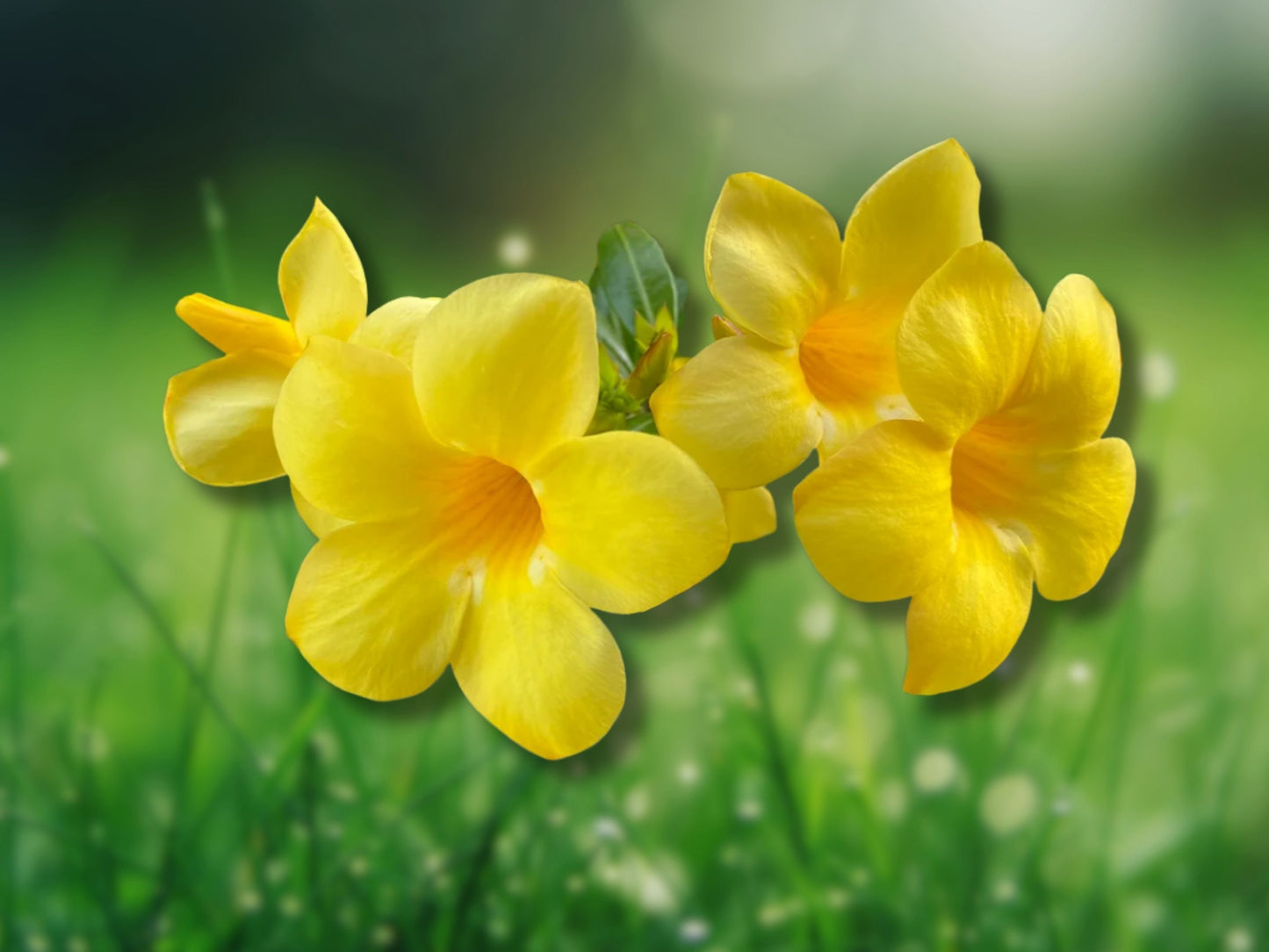 2 Yellow Allamanda Starter Live Plants 5-8 Inches Tall Fast Shipping