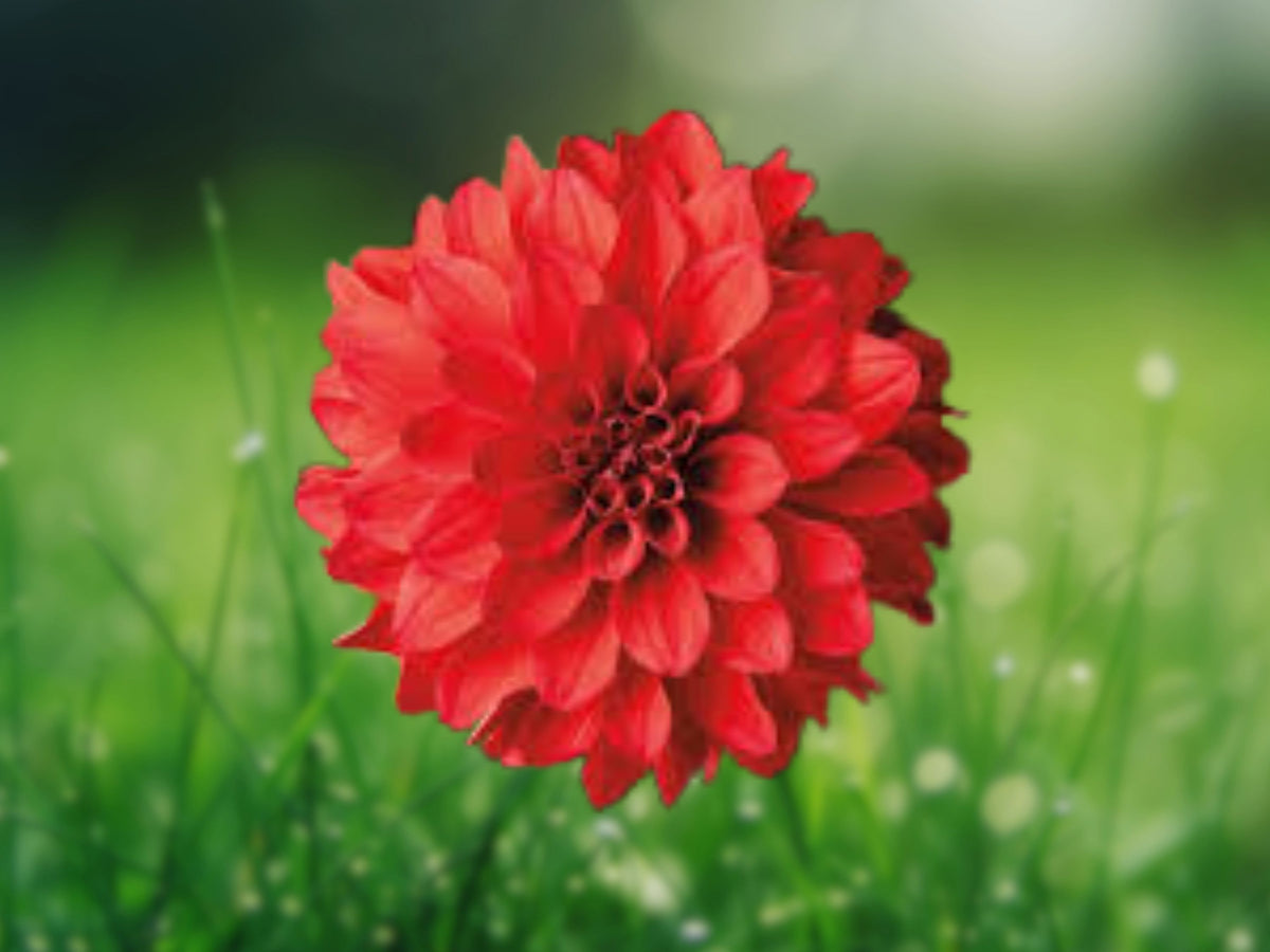 25 Seeds Dahlia Grande Topia Perennial Flowering Bloom