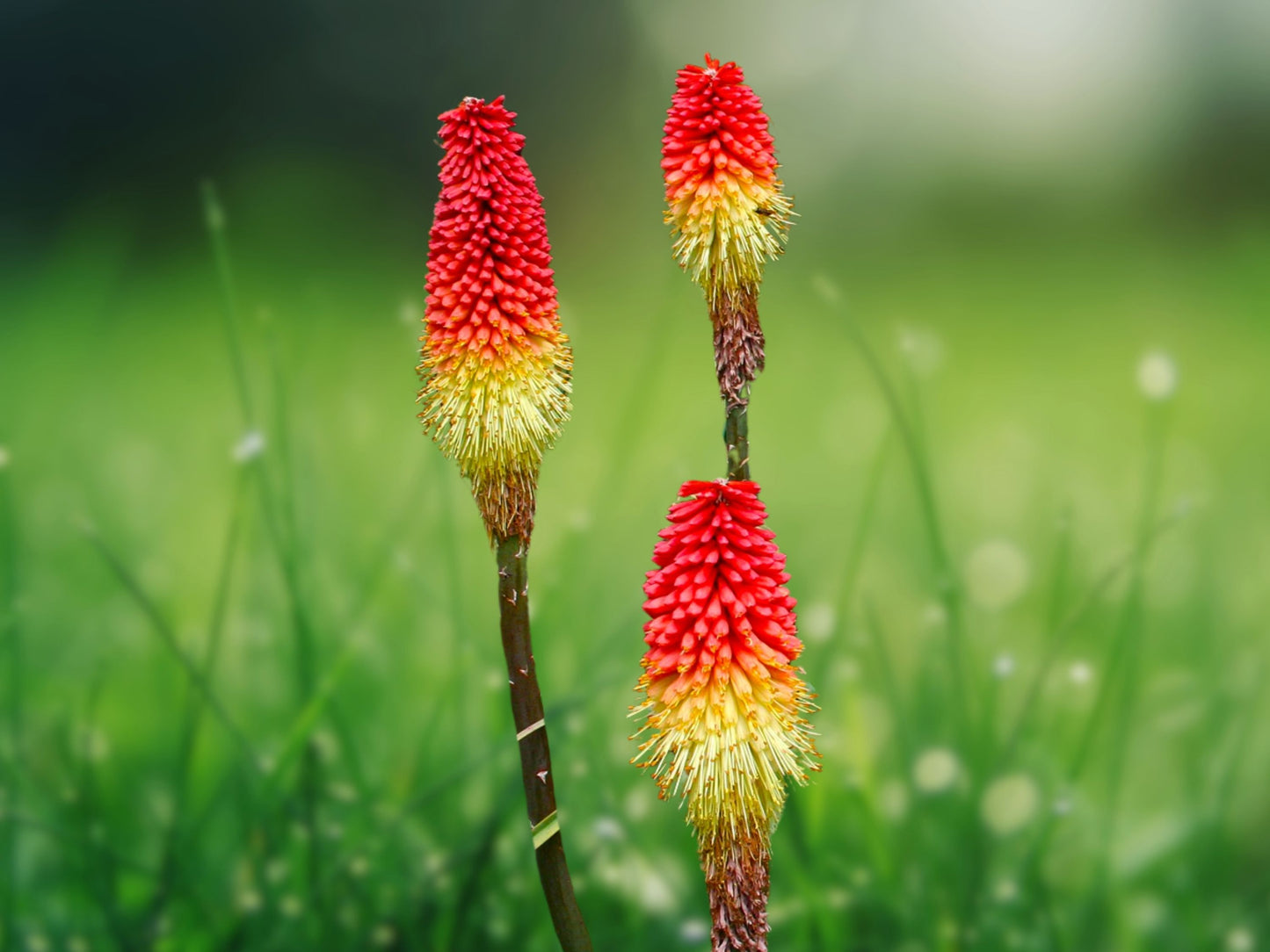 25 Seeds Royal Castle Torch Lily (Hot Poker) Perennial Flower