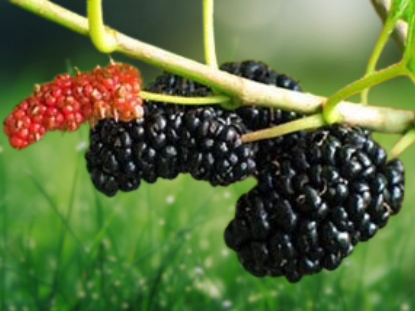 Dwarf Everbearing Mulberry Tree - Morus nigra Live Plant, Edible Fruit, 1 Live Plant