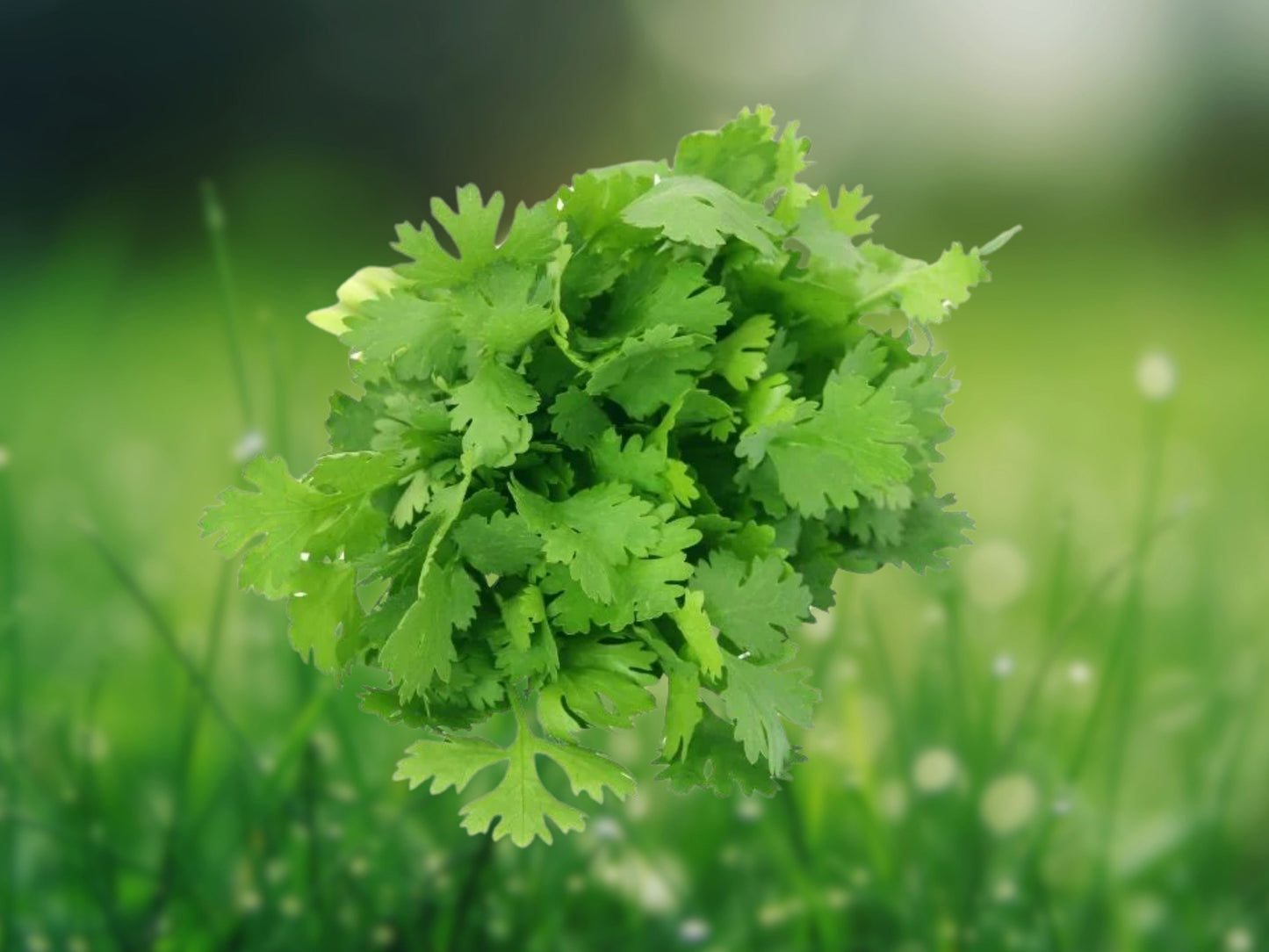 25+ Cilantro Coriander Seeds Split Variety