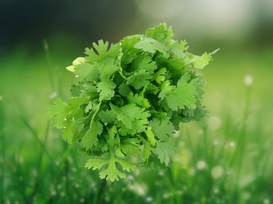 25+ Cilantro Coriander Seeds Split Variety