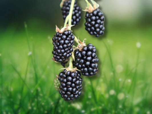 Thornless Blackberry Rubus Ponca 2 Plants Fruit Bush Fast Shipping