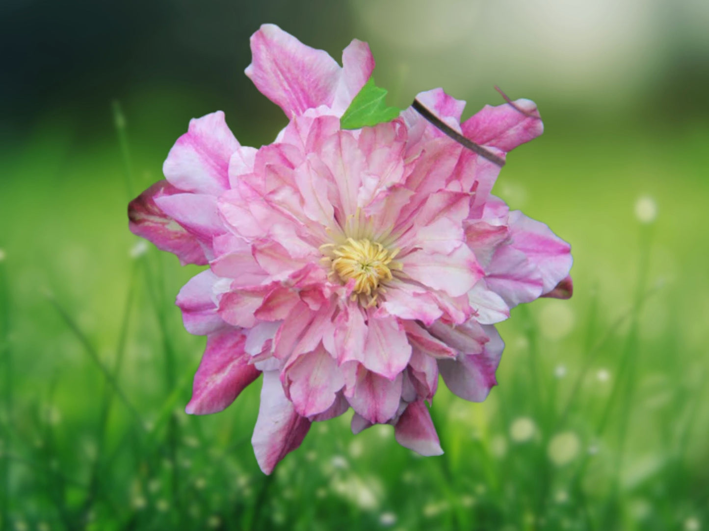 25 Double Light Pink Clematis Seeds | Climbing Perennial | Easy Care Flowering Vine