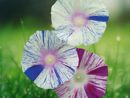 20 Carnival Mix Morning Glory Seeds, Annual Flower Climbing Vine
