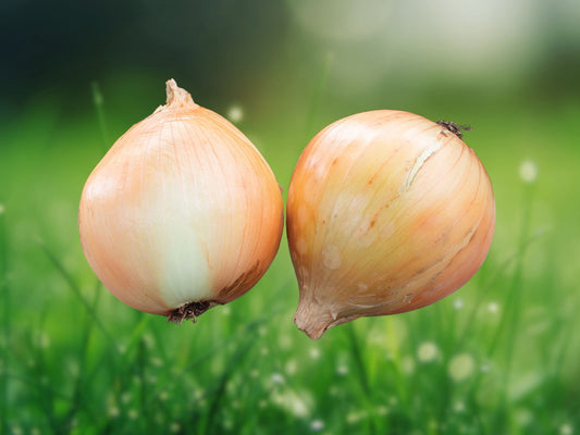 100+ Walla Walla Onion Seeds - Heirloom Sweet Onion Seeds for Garden, USA Grown