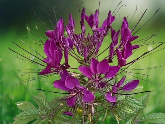100 Electric Purple Spider Seeds Cleome Spinosa Perennial