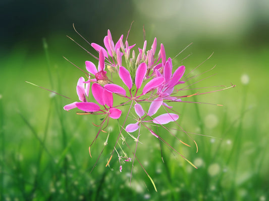 100 Cerise Spider Seeds - Cleome Spinosa - Perennial Flower