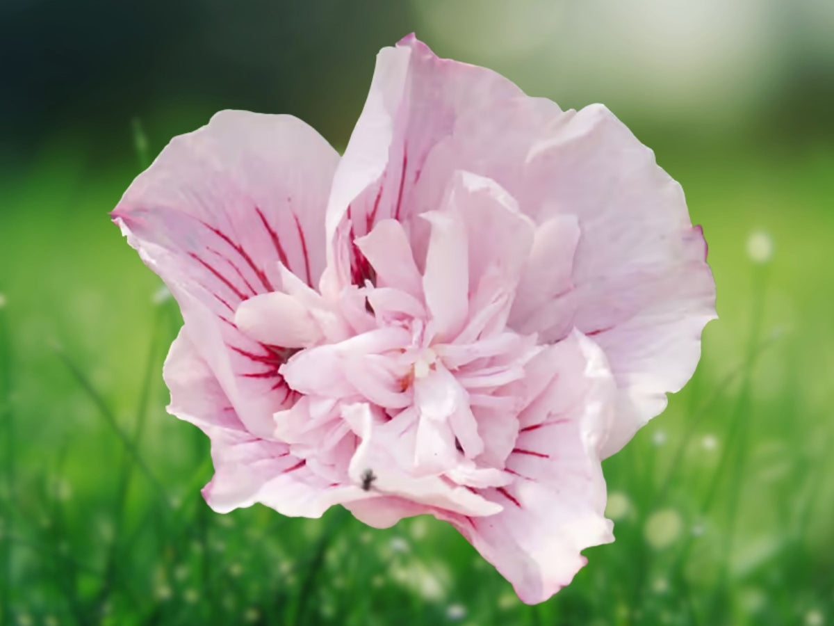 20 Double Light Pink Hibiscus Seeds – Perennial Flower Seeds for Planting
