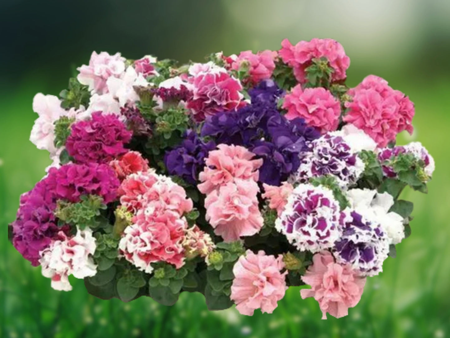 50 Double Red Pink Purple Mix Petunia Seeds - Perfect for Containers & Hanging Baskets
