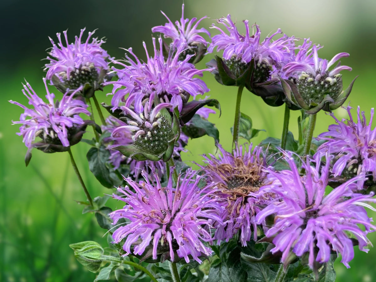 100 Double Mix Bee Balm Seeds - Hummingbird Flower for Planting