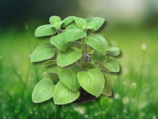 2 Cuban Oregano Mexican Mint Live Plants 6-8 Inches Well Rooted Fast Shipping