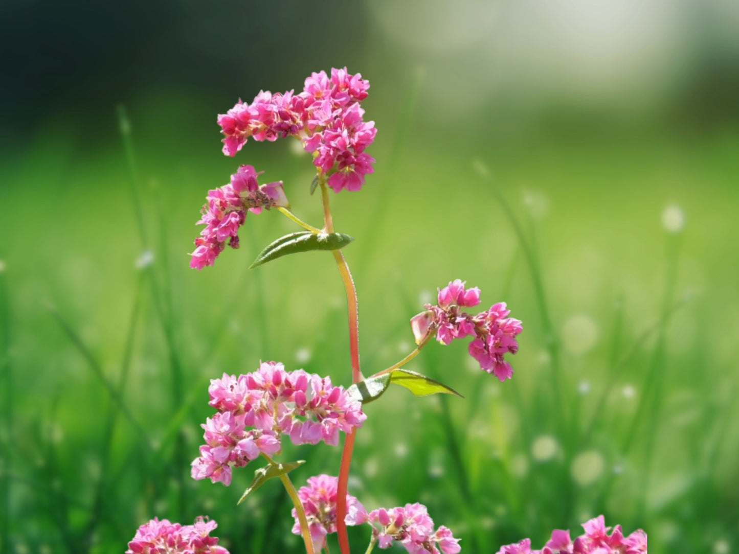50 Takane Ruby Pink Buckwheat Flower Seeds - Fagopyrum esculentum - Rare Ornamental Blooms