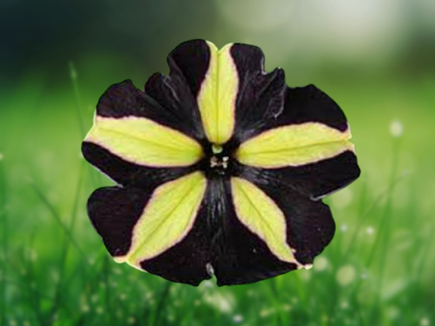 50 Black Yellow Petunia Seeds for Containers Hanging Baskets Window Boxes