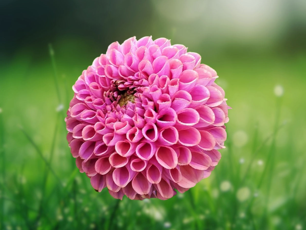 25 Sabrina Dahlia Seeds Flower Perennial Blooms for Cut Flower Garden