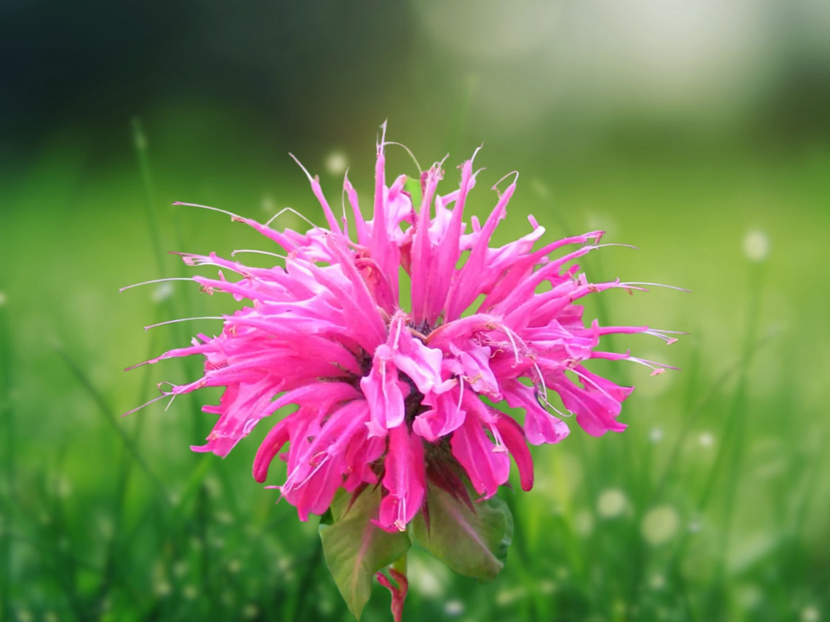 100 Gumball Bee Balm Seeds - Monarda for Planting