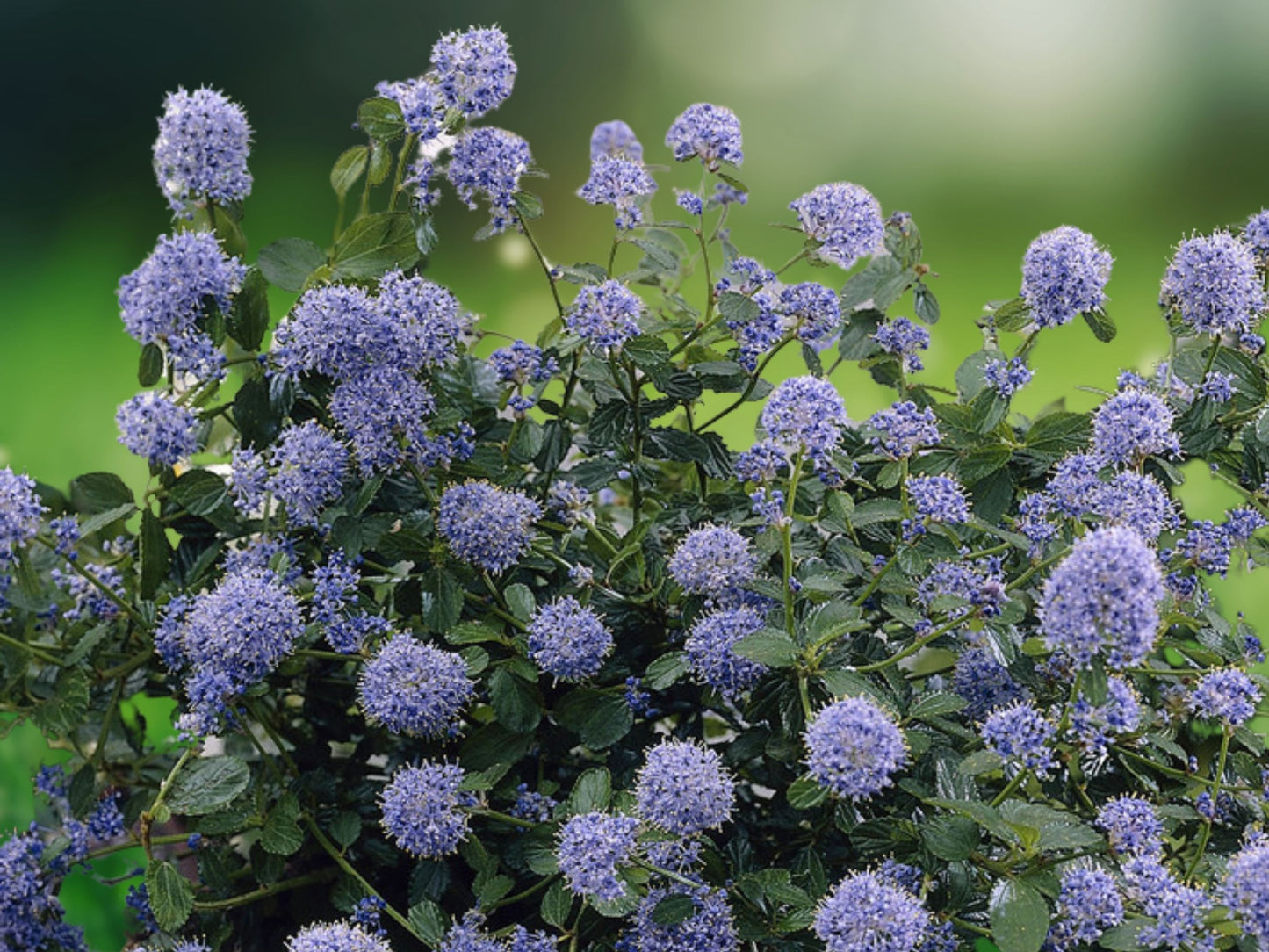 25 Seeds Skyland Lilac Syringa Vulgaris Fragrant Perennial Flowers