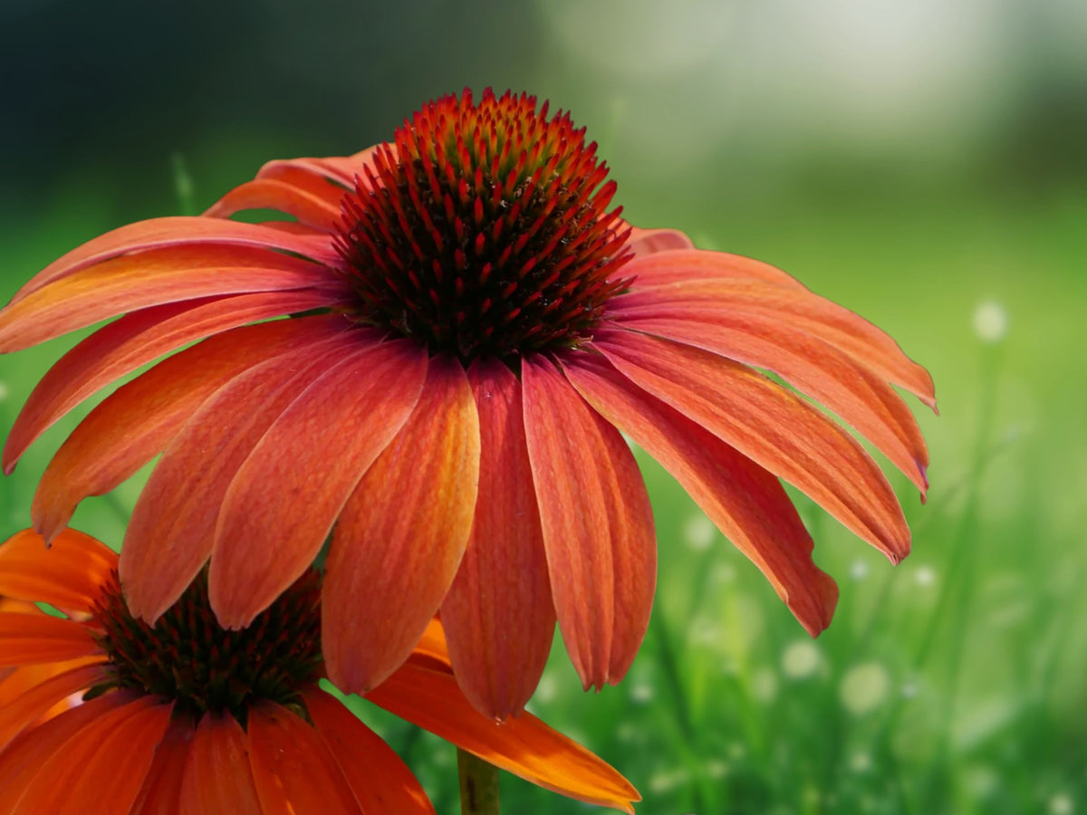50 Orange You Awesome Coneflower Seeds - Echinacea Perennial Flowers