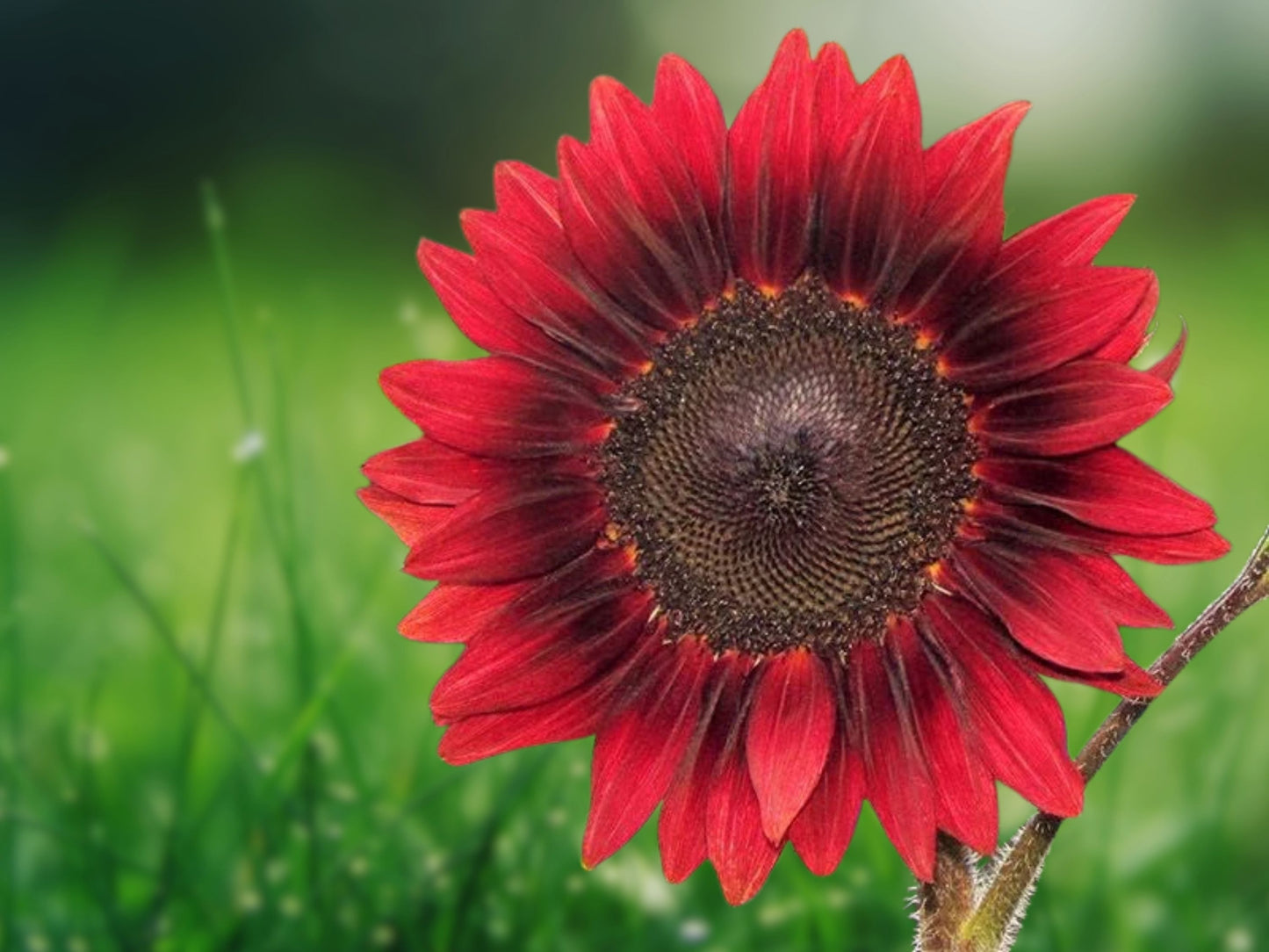 75 Red Sun Sunflower Seeds | Helianthus Annuus | Rare Bronze Red Blooms | Garden Flower