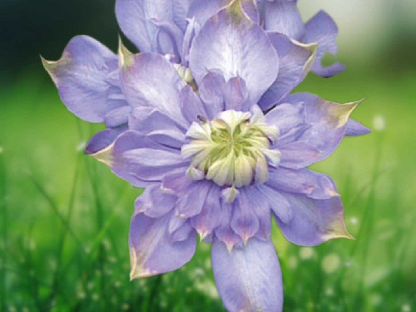 25 Blue Lights Pink Clematis Seeds Climbing Perennial Flower Vine USA