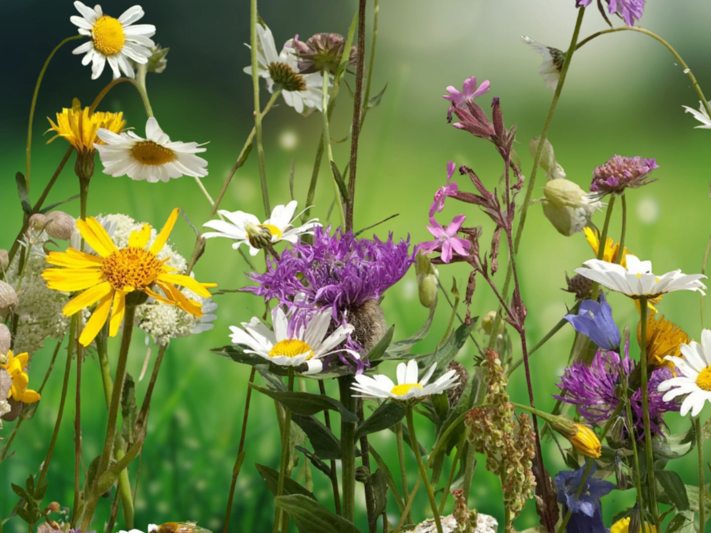 Late Bloomer Wildflower Mix 35+ Seeds Autumn Fall Flowers