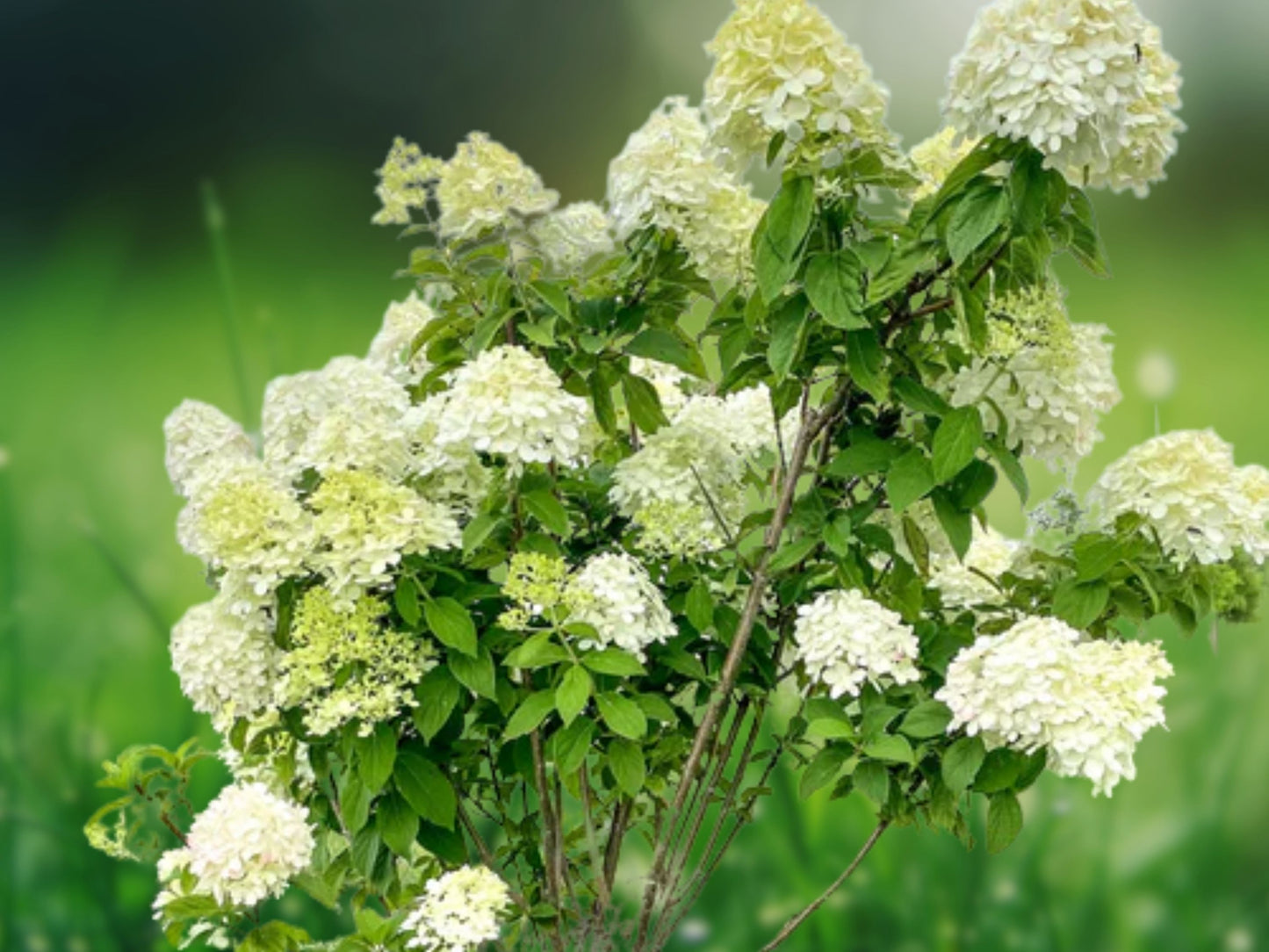 5 Seeds Hydrangea paniculata Lime Green Flowers Perennial Garden Shrub