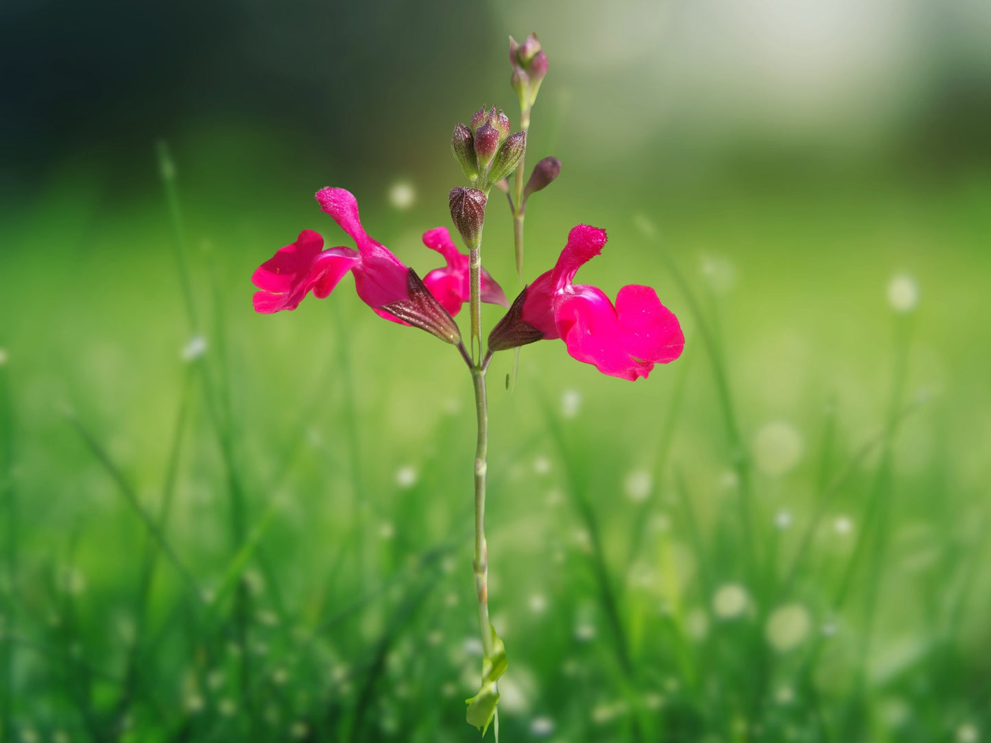 50 Fuchsia Salvia Seeds Flower Seed Perennial Flowers Hummingbird