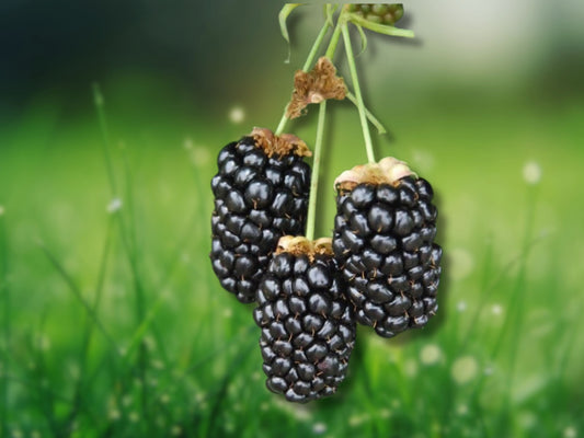 2 Prime Ark Freedom Thornless Blackberry Plants Live Cold Hardy Fast Shipping