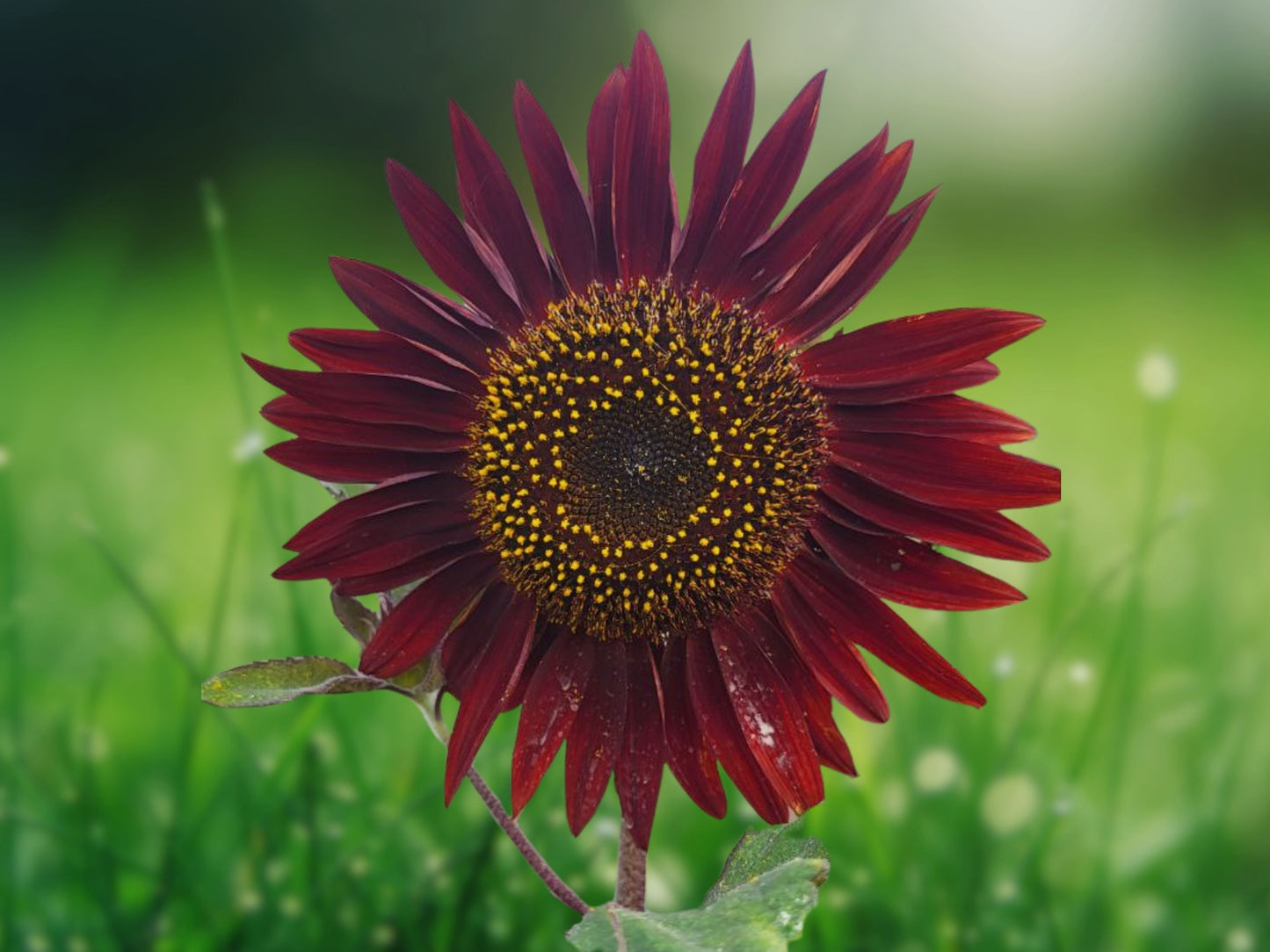 25 Chocolate Cherry Sunflower Seeds, Rare Dark Red Sunflower, Annual Flower Seeds for Garden